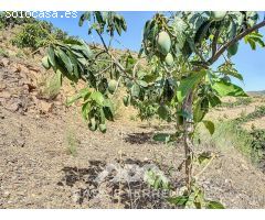 Se vende Finca Cajiz, Malaga, Andalucia