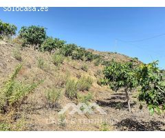 Se vende Finca Cajiz, Malaga, Andalucia