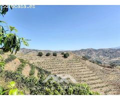 Se vende Finca Cajiz, Malaga, Andalucia