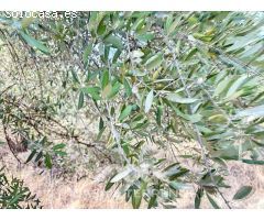 Se vende: Finca agrícola, Arenas, Málaga, Andalucía