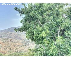 Se vende: Finca agrícola, Arenas, Málaga, Andalucía