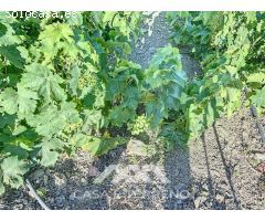 Se vende: Finca, Benamargosa, Málaga, Andalucía