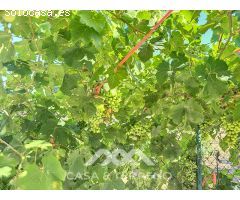 Se vende: Finca, Benamargosa, Málaga, Andalucía