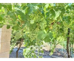 Se vende: Finca, Benamargosa, Málaga, Andalucía
