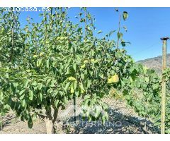 Se vende: Finca, Benamargosa, Málaga, Andalucía