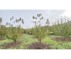 Finca de cerezos tempranos en venta 2613 m2 paraje Perdices - TM Cabrero
