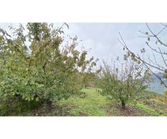 Finca de Cerezos Lapins de 6112 m2 en venta- Población El Cabrero
