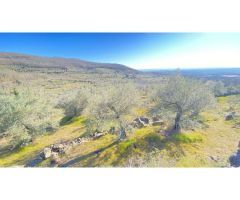 Finca de olivos con higueras - paraje hornillos 4500 m2 en Barrado