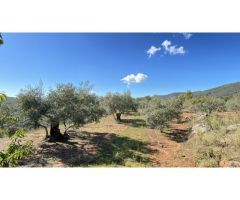 Finca de 15.000 m2 en venta de cerezos y olivos en producción - se dan