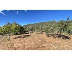 Finca de 15.000 m2 en venta de cerezos y olivos en producción - se dan