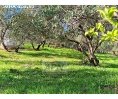 Finca Rustica de 11000m² de terreno producivo en Casarabonela.