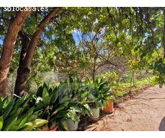 Finca Rustica de 11000m² de terreno producivo en Casarabonela.