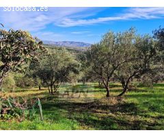 Finca Rustica de 11000m² de terreno producivo en Casarabonela.