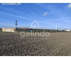 GRANJA AVICOLA EN ARAHAL