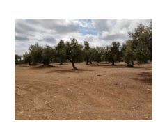 TERRENO URBANO EN EL CAMPO CON OLIVOS EN SAN RAFAEL DEL RIO - CASTELLÓN
