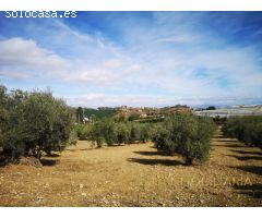 OPÒRTUNIDAD UNICA EN ALHAURIN EL GRANDE FINCA RUSTICA.
