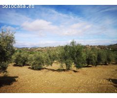 OPÒRTUNIDAD UNICA EN ALHAURIN EL GRANDE FINCA RUSTICA.