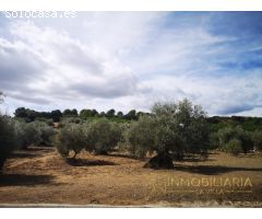 OPÒRTUNIDAD UNICA EN ALHAURIN EL GRANDE FINCA RUSTICA.