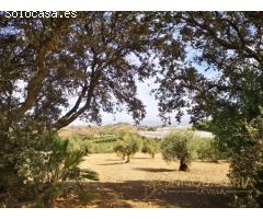 OPÒRTUNIDAD UNICA EN ALHAURIN EL GRANDE FINCA RUSTICA.