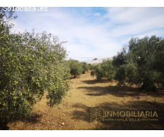 OPÒRTUNIDAD UNICA EN ALHAURIN EL GRANDE FINCA RUSTICA.