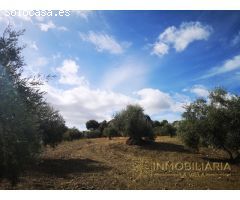 OPÒRTUNIDAD UNICA EN ALHAURIN EL GRANDE FINCA RUSTICA.