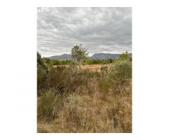 PARCELA AGRARIA DE 4.400m2 CON NARANJOS.