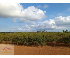 FINCA RUSTICA