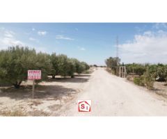 Sangonera la Seca - huerto en venta - olivos variedad Picual