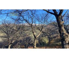 FINCA EN VALLE DEL GENAL