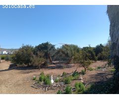 CASA EN VENTA CON 50 HANEGADAS DE NARANJOS EN MANUEL