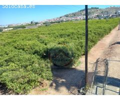CASA EN VENTA CON 50 HANEGADAS DE NARANJOS EN MANUEL