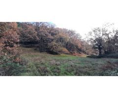 FINCA CON AGUA ARBOLADO Y PRADO