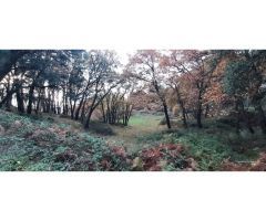 FINCA CON AGUA ARBOLADO Y PRADO