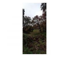 FINCA CON AGUA ARBOLADO Y PRADO