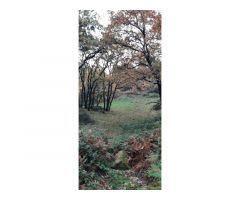 FINCA CON AGUA ARBOLADO Y PRADO