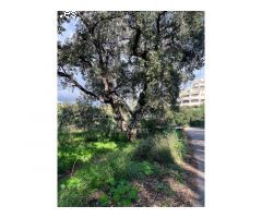 Suelo Residencial en la zona de Elviria- Marbella