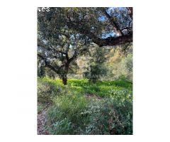 Suelo Residencial en la zona de Elviria- Marbella