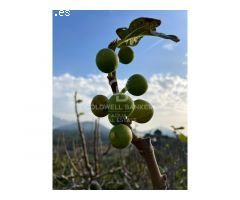 Fica en Callosa D´en Sarria