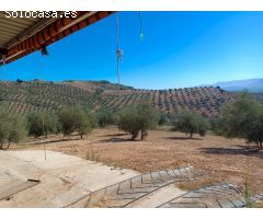 **Se Vende Finca de 19 Hectáreas de Olivos**