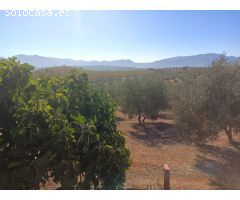 **Se Vende Finca de 19 Hectáreas de Olivos**