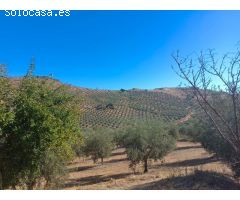**Se Vende Finca de 19 Hectáreas de Olivos**