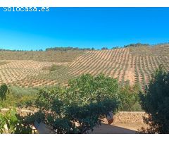 **Se Vende Finca de 19 Hectáreas de Olivos**