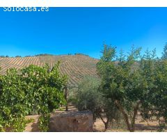 **Se Vende Finca de 19 Hectáreas de Olivos**