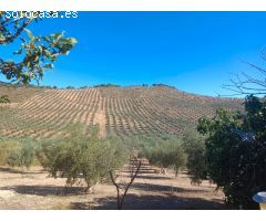**Se Vende Finca de 19 Hectáreas de Olivos**