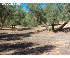 **Se Vende Finca de 19 Hectáreas de Olivos**