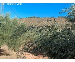 **Se Vende Finca de 19 Hectáreas de Olivos**