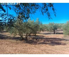 **Se Vende Finca de 19 Hectáreas de Olivos**