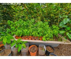 Finca Rústica en Venta en El Mocan - Los Realejos