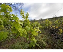 Finca con cuarto de aperos en El Sauzal