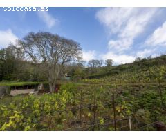Finca con cuarto de aperos en El Sauzal